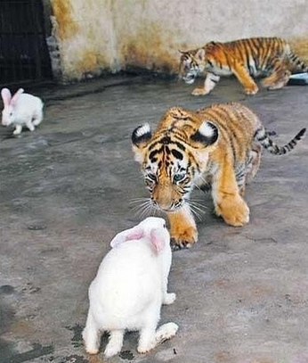 来呀，你以为我怕你啊