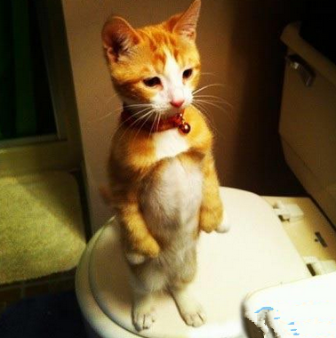 一只站在马桶上思考淫生的喵星人