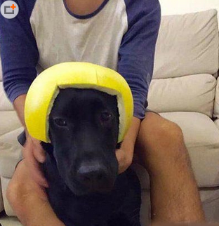 主人新做的头盔，带上去瞬间变萌变可爱