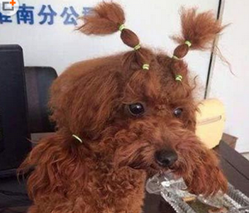 这发型我也是醉了