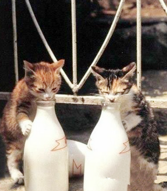 早餐记得喝牛奶哦