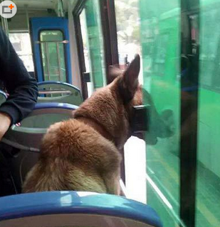 二汪也会欣赏风景呢