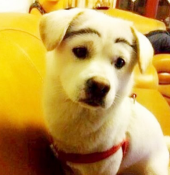 我家二汪也是个美女