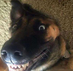 你看到了那只女神让你这么激动？