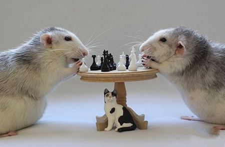 老鼠的世界，猫咪是如此的渺小。