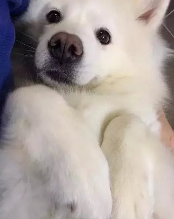 呜呜，今天犯了错被主银惩罚我