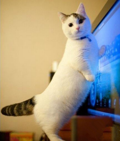 你才小短腿呢，你们全家都是小短腿