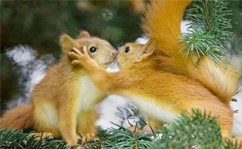 小松鼠萌之所向披靡.