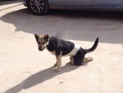 这是个活命的好技能