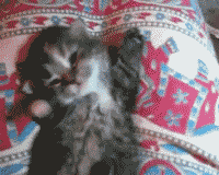 小小年纪打哈欠也这么霸气