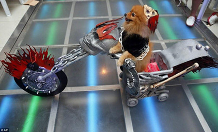 狗狗好莱坞模仿秀 萌宠被打扮成好莱坞经典角色