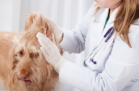 给宠物看病比给人看病还贵 正规宠物医院非常少