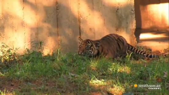 国内动物园老虎狮子很骨感 国外动物园保持昔日雄风