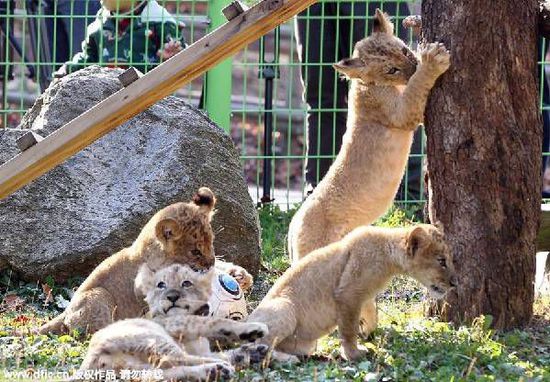 国内动物园老虎狮子很骨感 国外动物园保持昔日雄风