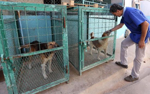 利比亚兽医在战火中帮人照看宠物