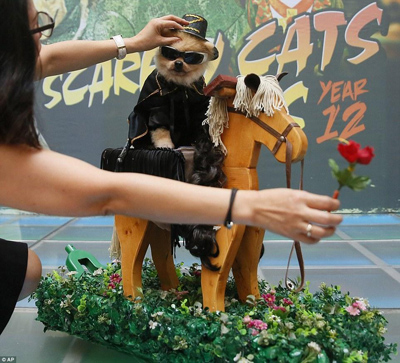 狗狗好莱坞模仿秀 萌宠被打扮成好莱坞经典角色