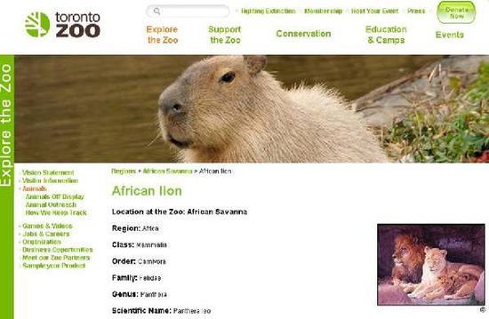 国内动物园老虎狮子很骨感 国外动物园保持昔日雄风