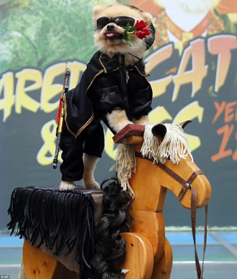 狗狗好莱坞模仿秀 萌宠被打扮成好莱坞经典角色