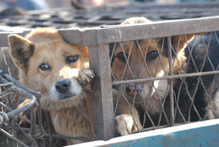 利比亚兽医在战火中帮人照看宠物