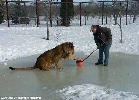 国内动物园老虎狮子很骨感 国外动物园保持昔日雄风