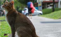 新加坡猫怎么挑选 掌握选购技巧