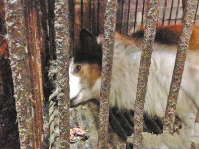 受伤宠物狗被当作狗肉卖 市民：残忍又血腥