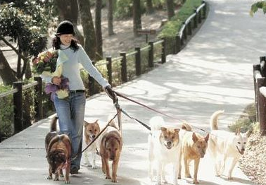 企业招聘遛狗员 要求大学学历月薪三千无人应征