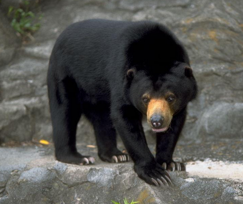 美国佛州首次允许猎手猎杀黑熊 受到动物保护组织反对