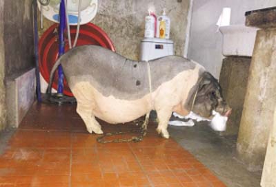 宠物猪半年长到了上百斤 主人发愁该如何安置