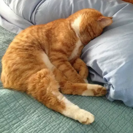 哎呀，别看了人家很害羞