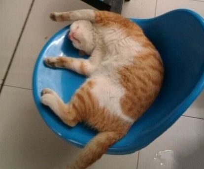 学校有只睡觉很妖娆的喵