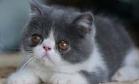 异国短毛猫的形态特征 该猫头部宽而圆