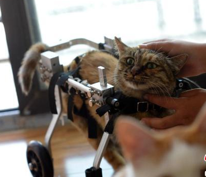 重庆美女为残疾猫打造专属轮椅 让其享受风驰电掣般的生活