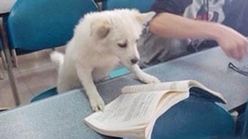 额，这道题应该这么解！