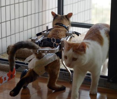 重庆美女为残疾猫打造专属轮椅 让其享受风驰电掣般的生活