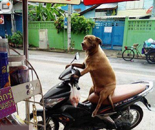 老板来二斤骨头