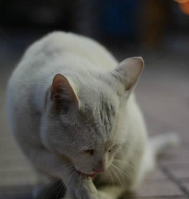 饭后舔爪要比某个吃完晚饭就舔菊花的好多了