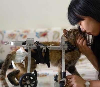 重庆美女为残疾猫打造专属轮椅 让其享受风驰电掣般的生活