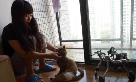 重庆美女为残疾猫打造专属轮椅 让其享受风驰电掣般的生活