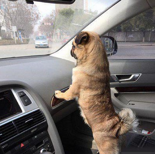 不要着急我帮你看着路