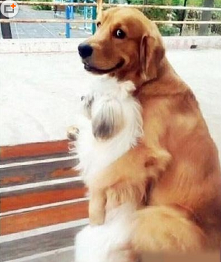 别再叫自己单身狗了。。。