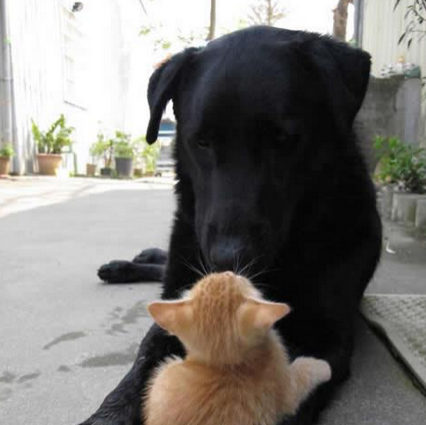 想我半年戎马，到头来生你这么个野种
