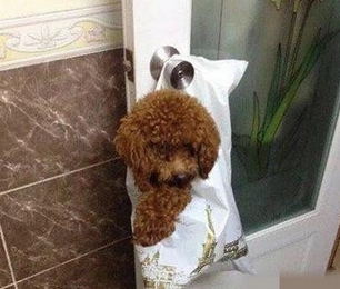 这就是不听话的下场！