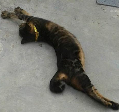 我家的猫咪是S型，看多标准