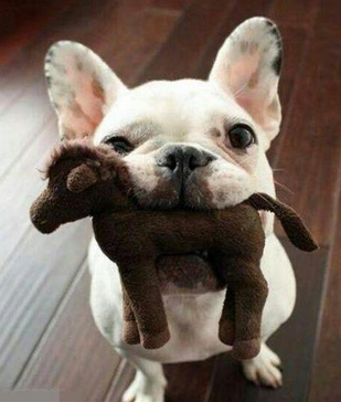 主人送你的母亲节礼物