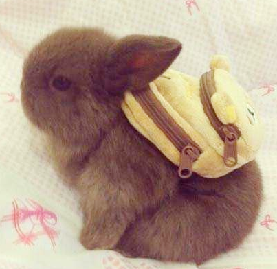 当兔子背上书包后...萌哭了！ 