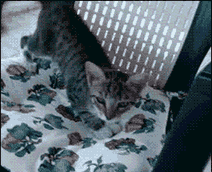 爷告诉你怎么坐才绅士，擦...