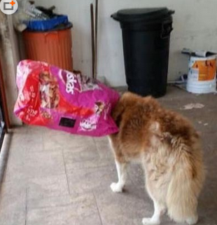 我就想舔舔味儿，怎么会变成这样子？