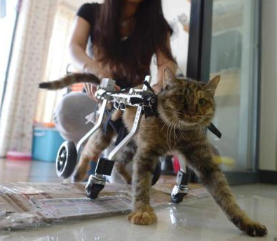 重庆美女为残疾猫打造专属轮椅 让其享受风驰电掣般的生活