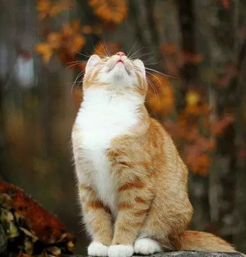 哼，老子很不爽